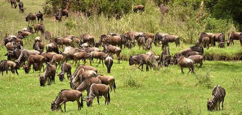 Mara River Lodge Aitong Eksteriør bilde